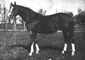 Said to have beaten Man o' War in early inter-stable rivalries, his daughters were often bred to Man o' War.