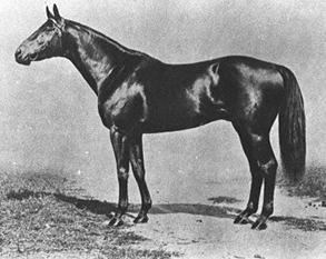 Ranked as the second-best three-year-old colt of 1920. Gave Man o' War trouble in the Dwyer Stakes, but was spotting him 18 pounds.