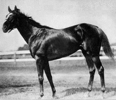 Sir Barton,  first winner of the American Triple Crown in 1919.  Champion 3yo colt and Horse of the Year in 1919. 