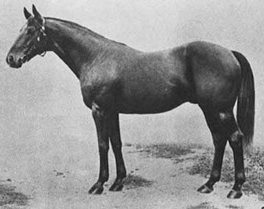 Dam was a half sister to Hall of Fame member Colin. Defeated both Sir Barton and Boniface.